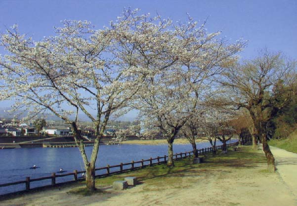 人吉城内の桜